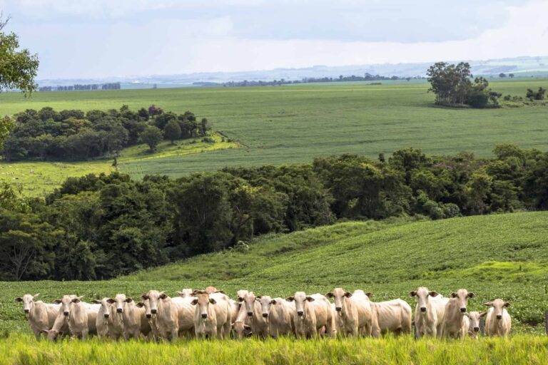 Emissões da produção de carne no Brasil extrapolam limites internacionais