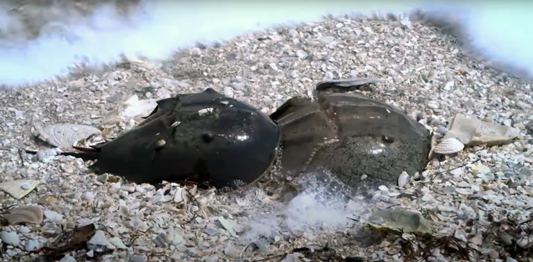 Espécie milenar: NASA preserva caranguejo mais antigo que os dinossauros