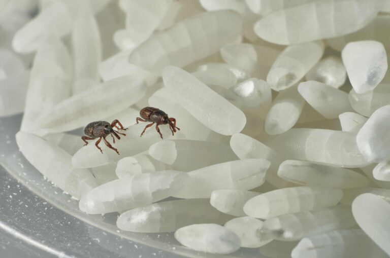 Esse inseto pode estar escondido no seu arroz