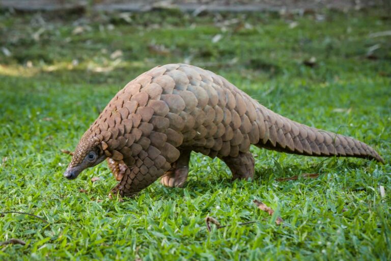 Existe pangolim no Brasil? Conheça 5 curiosidades do único mamífero