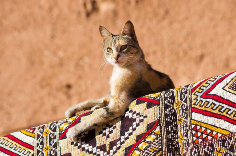 Gatos foram domesticados graças a sacrifícios no Egito Antigo 