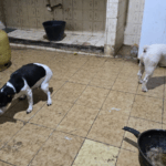 Homem é preso em Arraial do Cabo após congelar cachorros