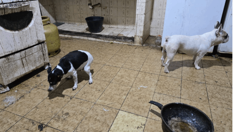 Homem é preso em Arraial do Cabo após congelar cachorros