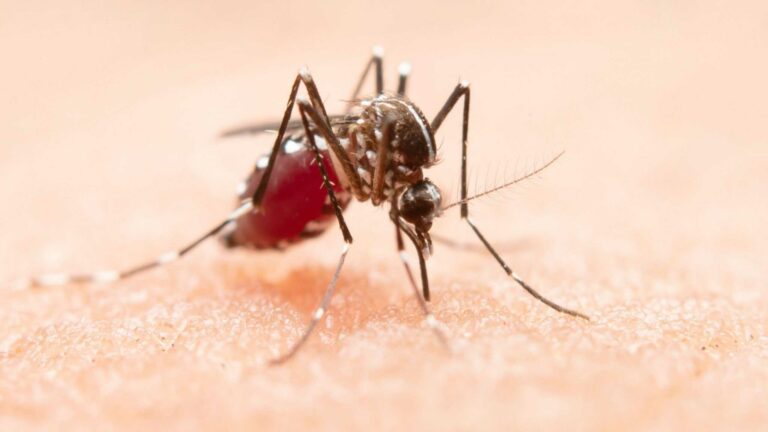 Imunidade contra mosquitos? Este medicamento “envenena” o sangue humano