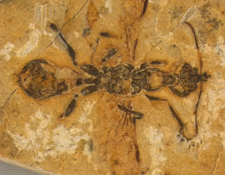 Mais antiga do mundo! Formiga-do-inferno de 113 milhões de anos