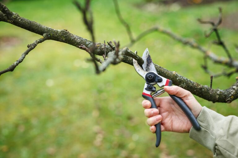 Ouça o grito de uma planta ao ser cortada