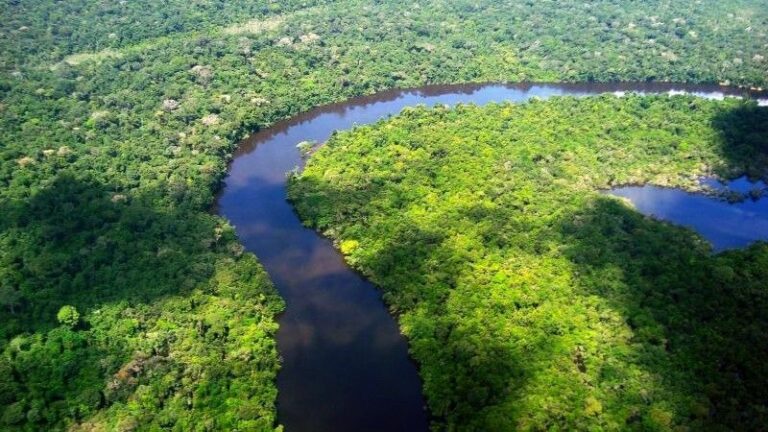 Pará registra redução de 36% em área com alerta de