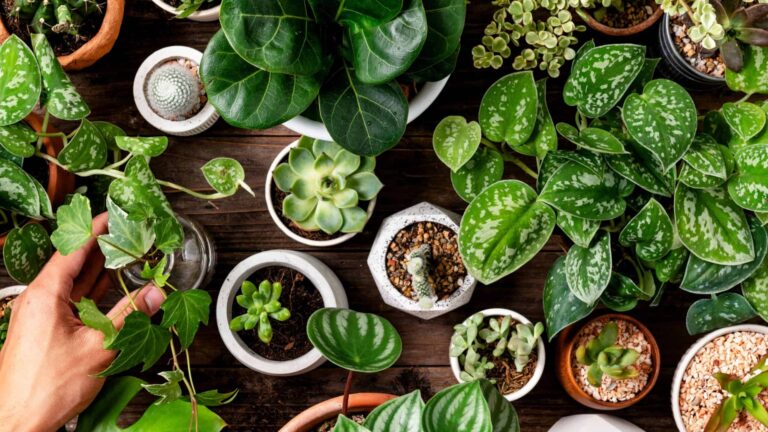 Plantas são fofoqueiras? Entenda o comportamento bizarro
