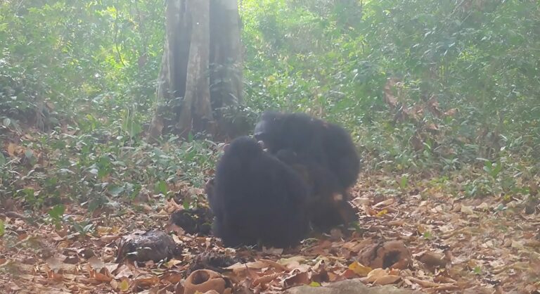 VÍDEO: “Tomar umas” com os amigos pode ser um hábito