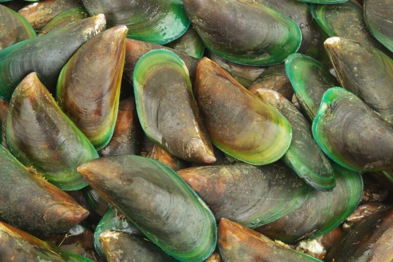 ‘Invasão’ na costa brasileira pode impactar a nossa biodiversidade