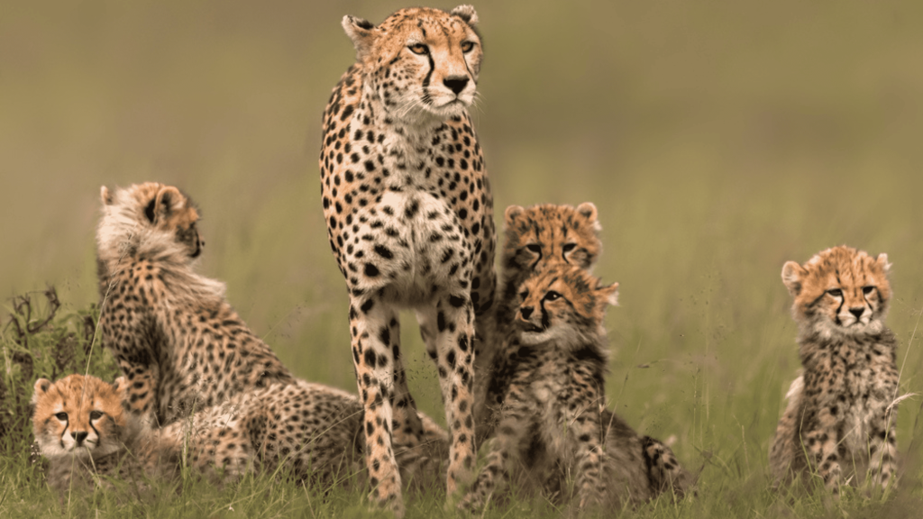 10 mães mais protetoras do reino animal – e o