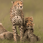 10 mães mais protetoras do reino animal – e o