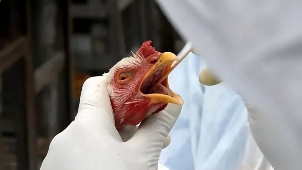 1º caso de gripe aviária em granja comercial no Brasil