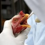 1º caso de gripe aviária em granja comercial no Brasil