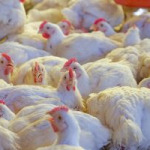 Aged intensifica ações de vigilância para aves