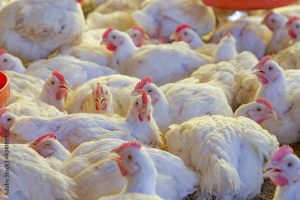 Aged intensifica ações de vigilância para aves