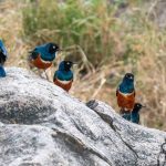 Animais também podem ter amizades, revela estudo
