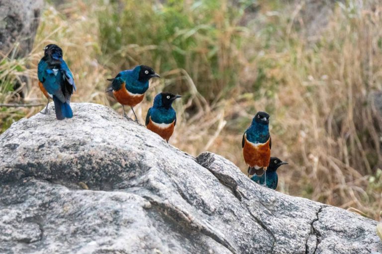 Animais também podem ter amizades, revela estudo