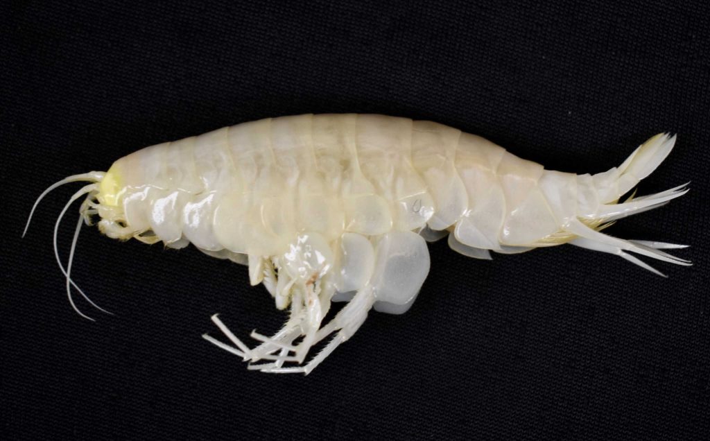 Animal gigante pode habitar mais da metade dos oceanos da
