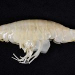Animal gigante pode habitar mais da metade dos oceanos da