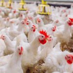 Argentina suspende importações de aves do Brasil após caso de