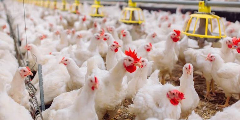 Argentina suspende importações de aves do Brasil após caso de