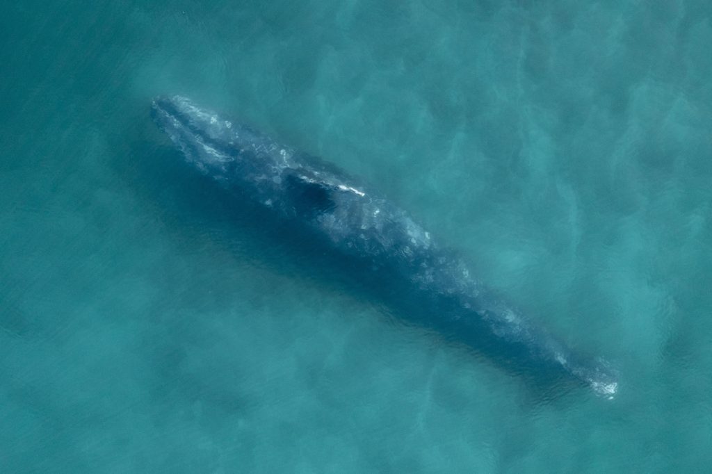 Baleia morta surge em mergulho raro — e desaparece misteriosamente
