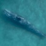 Baleia morta surge em mergulho raro — e desaparece misteriosamente
