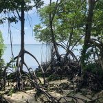 Bioma está ameaçado por El Niño e La Niña