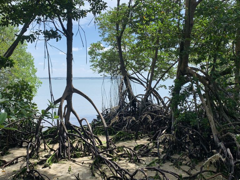 Bioma está ameaçado por El Niño e La Niña
