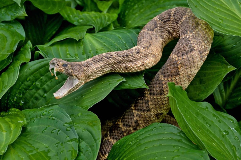 Cascavel: estudo sugere que a cobra ‘enganou’ a Ciência e