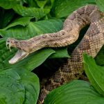 Cascavel: estudo sugere que a cobra ‘enganou’ a Ciência e