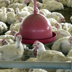 Chile, Uruguai e México suspendem importações de frango do Brasil