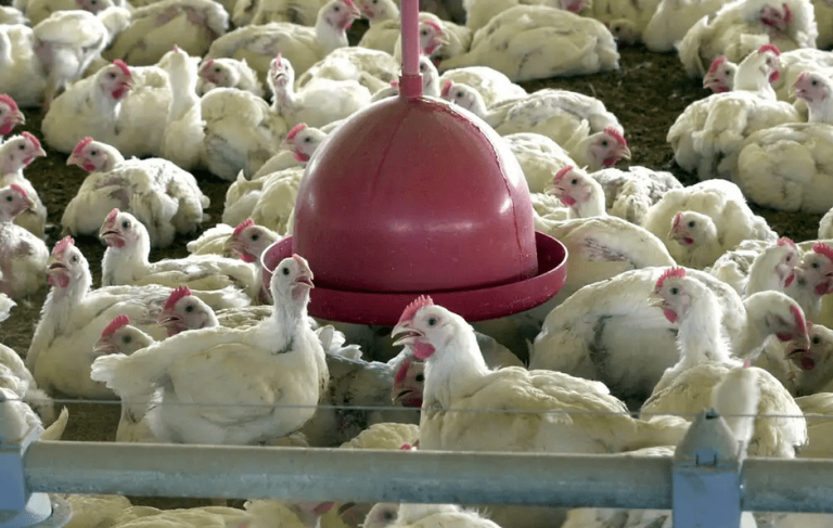 Chile, Uruguai e México suspendem importações de frango do Brasil