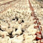 China proíbe importação de todos os produtos derivados de aves