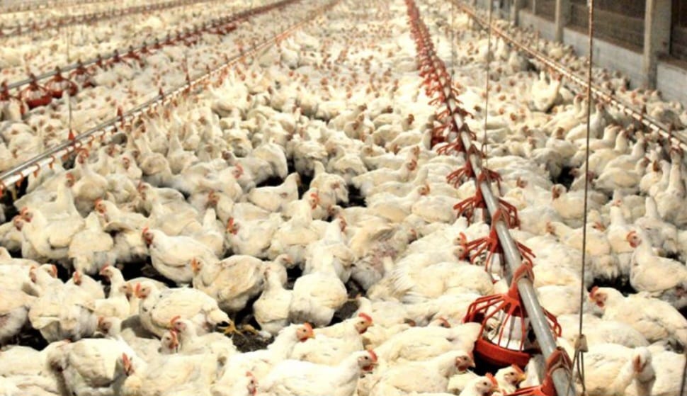 China proíbe importação de todos os produtos derivados de aves