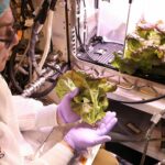 Cientistas da NASA colhem “alface espacial”