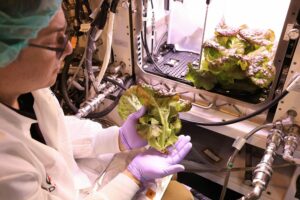 Cientistas da NASA colhem “alface espacial”