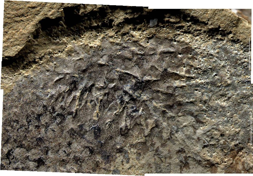Cientistas fazem descoberta sobre fóssil de 500 milhões de anos