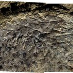 Cientistas fazem descoberta sobre fóssil de 500 milhões de anos