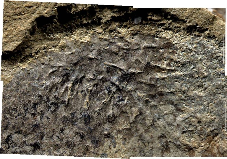 Cientistas fazem descoberta sobre fóssil de 500 milhões de anos