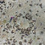 Círculos de pedra na Escócia revelam população humana mais antiga