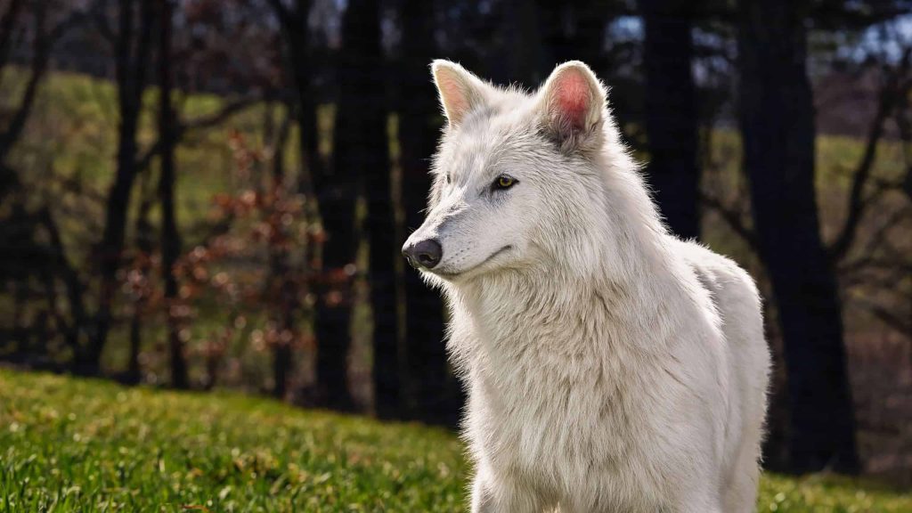 Como era o “Lobo Terrível”, espécie extinta que foi revivida