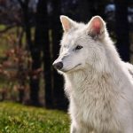Como era o “Lobo Terrível”, espécie extinta que foi revivida