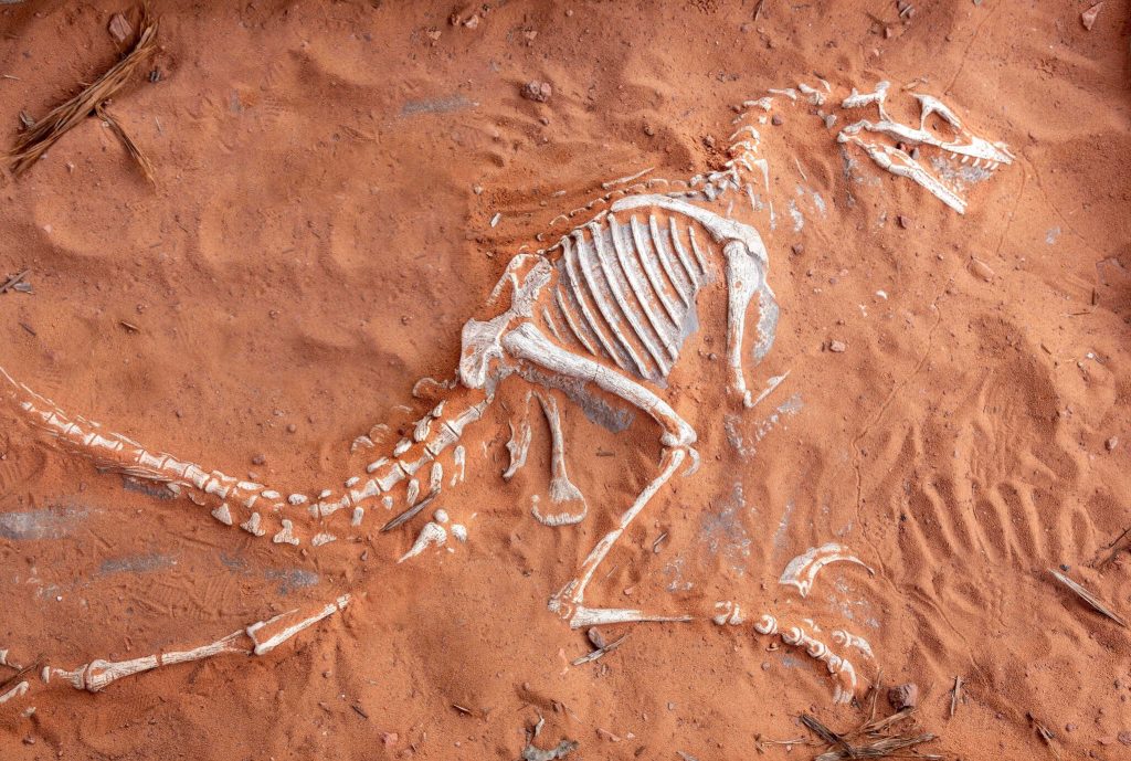Como fósseis de dinossauros podem ajudar no combate ao câncer