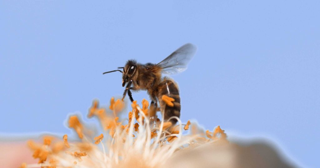 Como mudanças climáticas podem piorar alergias