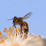 Como mudanças climáticas podem piorar alergias