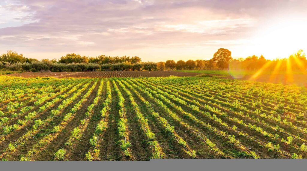Conheça Solix, o robô brasileiro do agronegócio