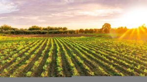 Conheça Solix, o robô brasileiro do agronegócio