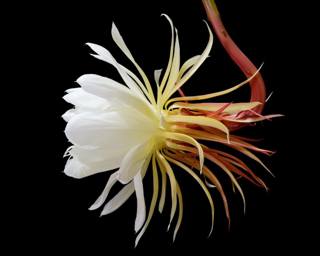 Conheça a Flor-da-Lua, que floresce na Amazônia apenas uma noite